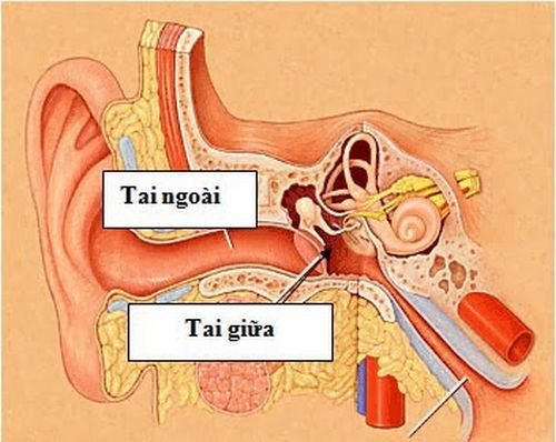 Thuốc nam Viêm tai giữa