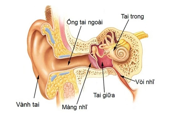 Chữa viêm tai giữa