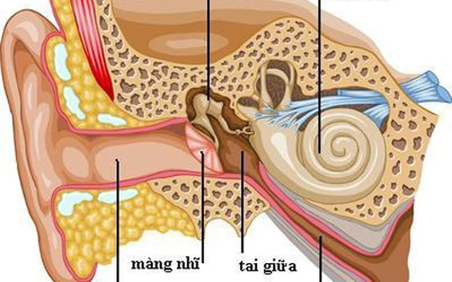 Điều trị viêm tai giữa
